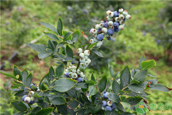 藍莓怎樣種植才甜