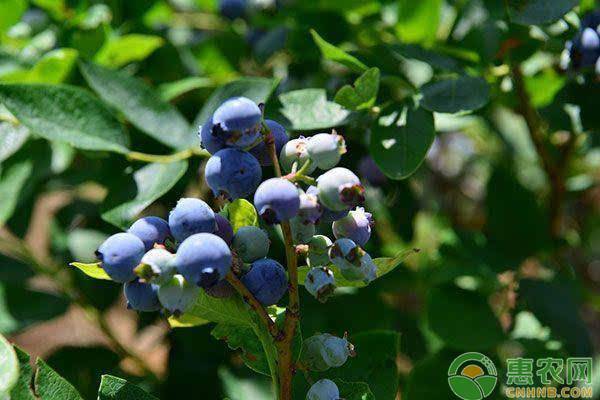 藍(lán)莓怎樣種植？藍(lán)莓主要的種植區(qū)域有哪些？