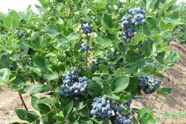藍莓栽種方法