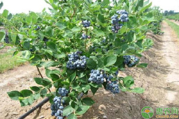 藍(lán)莓種植要點