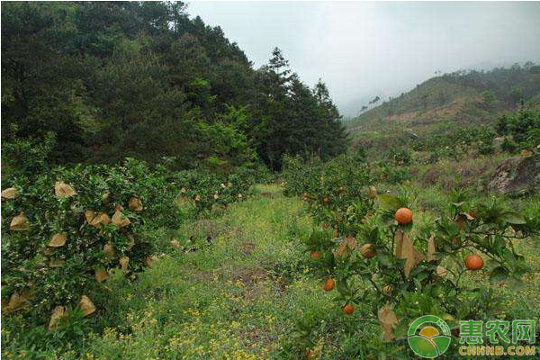 柑橘園土壤種植要求及注意事項(xiàng)
