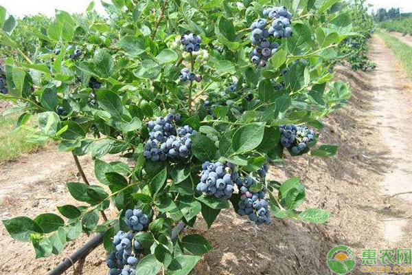 藍(lán)莓種子種植管理