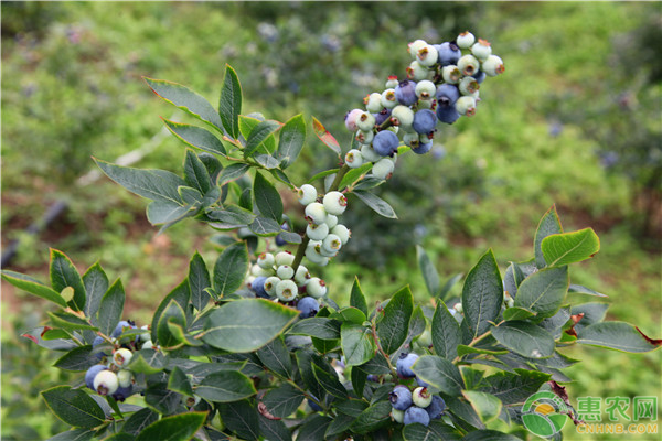 山東省怎樣種植藍莓這些方法要掌握