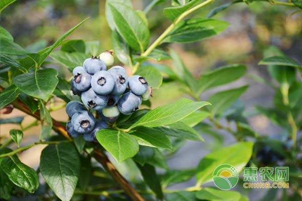 盆栽藍(lán)莓種植土怎樣按比例？這兩種方法值得學(xué)習(xí)！