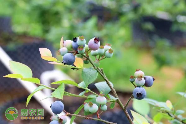 盆栽藍(lán)莓種植土怎樣按比例？這兩種方法值得學(xué)習(xí)！