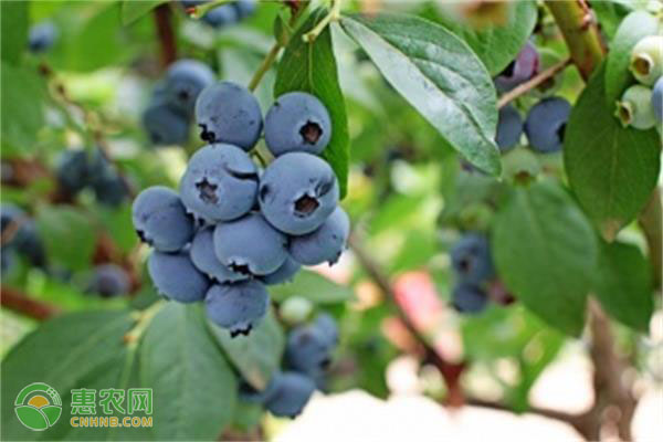 盆栽藍(lán)莓種植土怎樣按比例？這兩種方法值得學(xué)習(xí)！