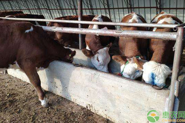 養(yǎng)牛飼喂事項