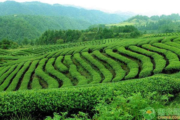 种好茶叶需要注意什么？这七点至关重要！