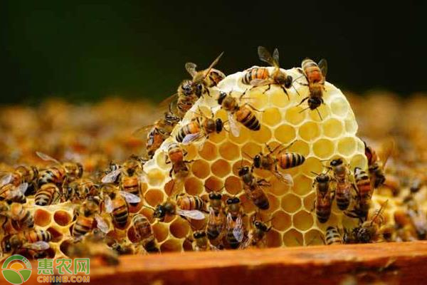 蜜蜂雙王養(yǎng)殖注意事項
