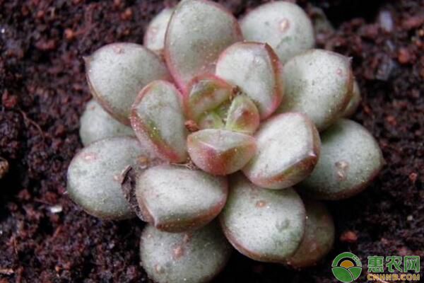 景天科多肉植物種子怎么養(yǎng)？這幾大要點得掌握