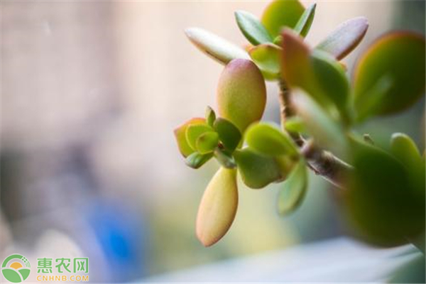 景天科植物該怎么養(yǎng)