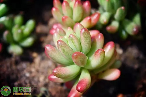 景天科<a href='http://www.iweekee.cn/t/31950.html' class='j-href' target='_blank'><span style='color:#FF8001'>植物養(yǎng)殖</span></a>方法