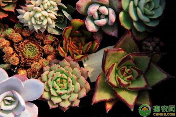 多肉緩根期的澆水方法