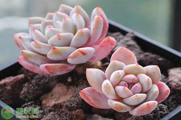 多肉植物花卉的<a href='http://www.iweekee.cn/t/114990.html' class='j-href' target='_blank'><span style='color:#FF8001'>養(yǎng)殖方法</span></a>