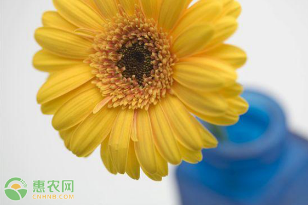 黄色非洲菊的花语是什么?有哪些养护要点? 黄色非洲菊的花语是什么?有哪些养护要点?-图片版权归惠农网所有