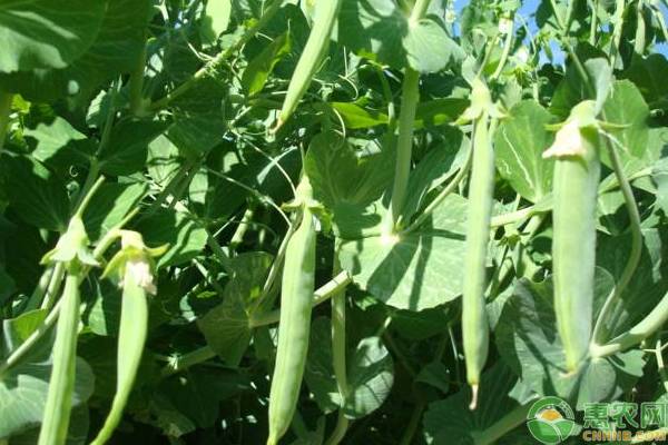 豌豆種植如何實現(xiàn)高產(chǎn)？老菜農(nóng)說先把這四點做到！