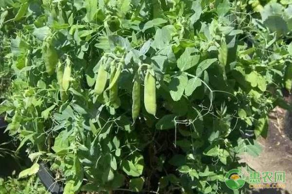 豌豆種植如何實現(xiàn)高產(chǎn)？老菜農(nóng)說先把這四點做到！