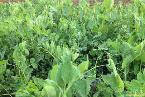 豌豆種植如何實現(xiàn)高產(chǎn)？老菜農(nóng)說先把這四點做到！