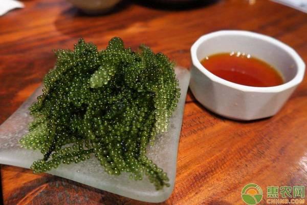 海葡萄的養(yǎng)殖方法及注意事項(xiàng)