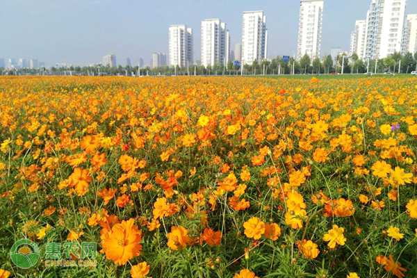 硫華菊的養(yǎng)殖方法及養(yǎng)護(hù)要點(diǎn)