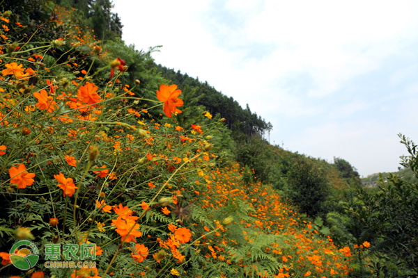 硫華菊的養(yǎng)殖方法及養(yǎng)護(hù)要點(diǎn)