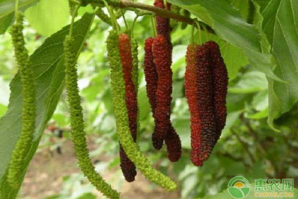 桑葚種植想高產(chǎn)？了解修剪的重要性是關(guān)鍵之一！