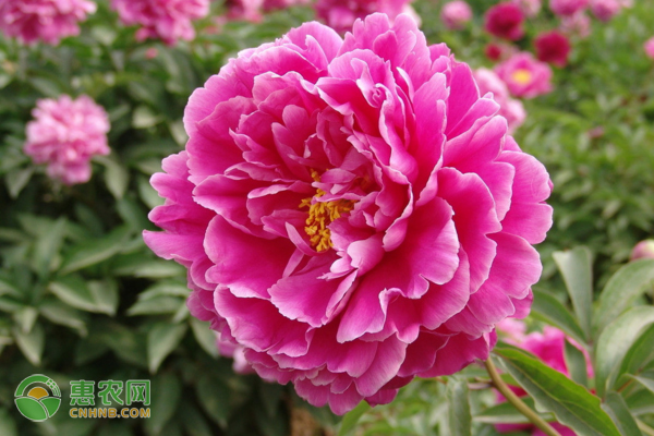 矮牡丹的養(yǎng)殖方法及養(yǎng)護(hù)技巧