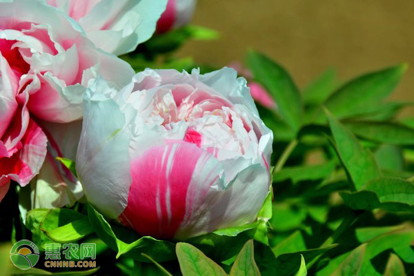 矮牡丹的養(yǎng)殖方法及養(yǎng)護(hù)技巧