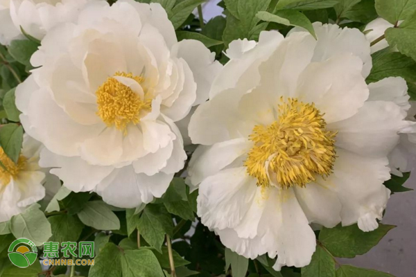 矮牡丹的養(yǎng)殖方法及養(yǎng)護(hù)技巧