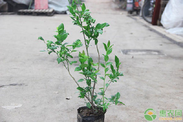 藍(lán)莓樹苗的種植方法