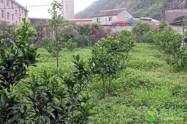 果樹(shù)涂白的最佳時(shí)間及注意事項(xiàng)