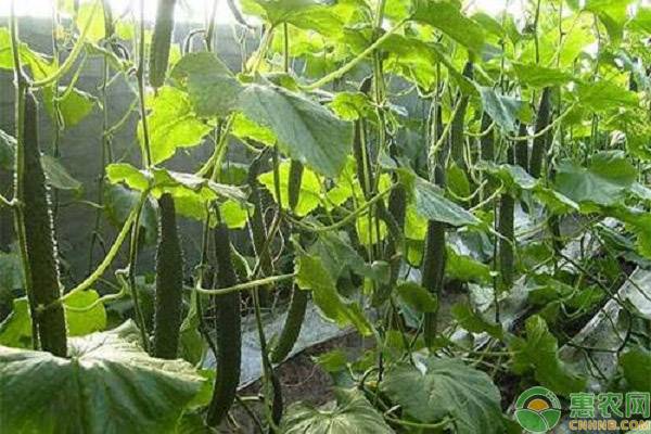 冬季種植蔬菜最易發(fā)生的四大病害