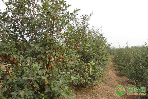 油茶落花落果是哪些因素導(dǎo)致的？