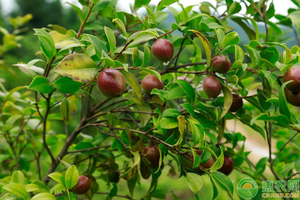 油茶落花落果是哪些因素導(dǎo)致的？