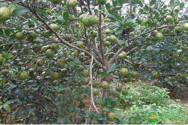 油茶落花落果是哪些因素導(dǎo)致的？