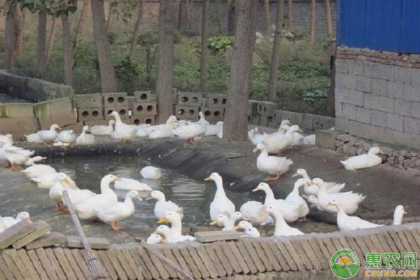 養(yǎng)鴨防病技術(shù)
