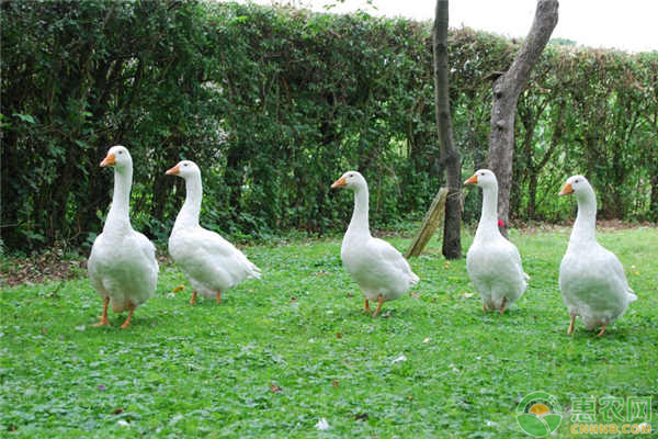 養(yǎng)鵝利潤