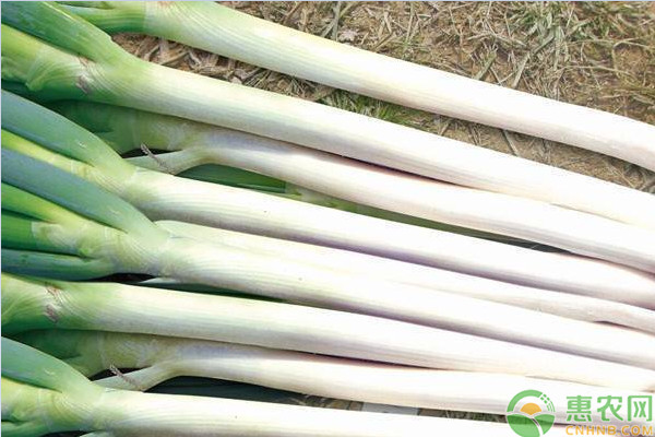 章丘大蔥什么時(shí)候上市？章丘大蔥種植時(shí)間和方法