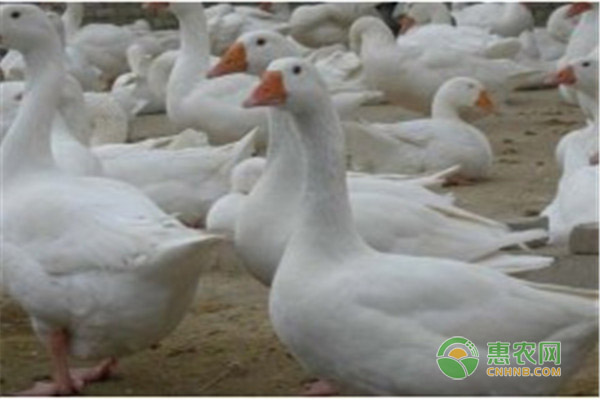 泰州鵝75天能長(zhǎng)多大？雛鵝的飼養(yǎng)管理要點(diǎn)