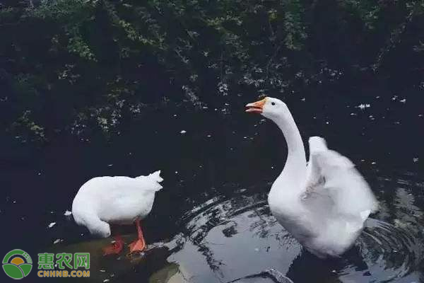 泰州鵝能長多大