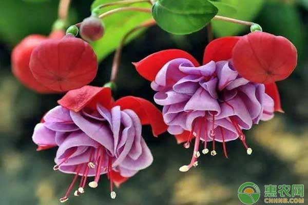 倒掛金鐘的<a href='http://www.indianredcrossassam.org/t/114990.html' class='j-href' target='_blank'><span style='color:#FF8001'>養(yǎng)殖方法</span></a>及養(yǎng)護(hù)要點(diǎn)