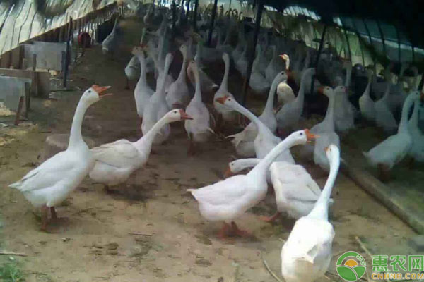 蛋鵝飼料