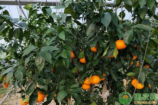 11月份柑橘果樹的種植管理要點