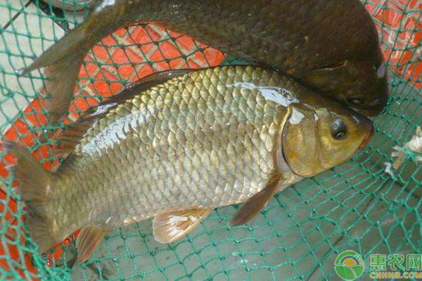 稻田養(yǎng)鯽魚