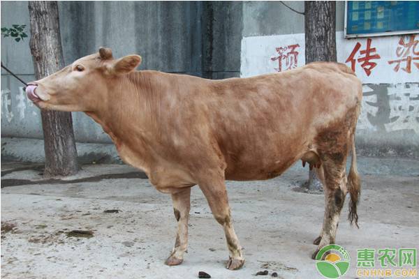 農(nóng)村養(yǎng)牛需要辦理什么手續(xù)？新手養(yǎng)羊需注意這四要點(diǎn)！