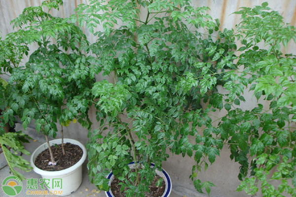 幸福樹(shù)掉葉子發(fā)黑是什么原因