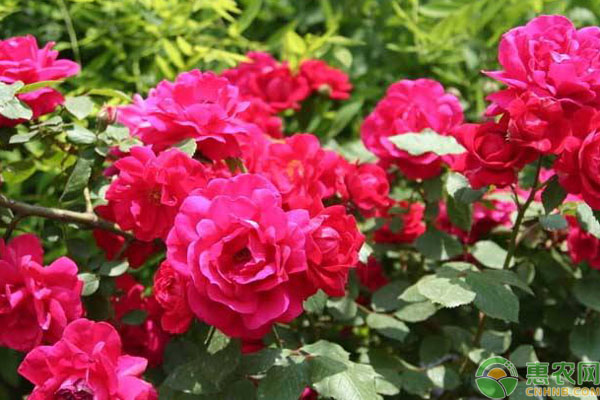 盆栽大月季花養(yǎng)殖