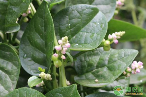 木耳菜<a href='http://www.iweekee.cn/t/42184.html' class='j-href' target='_blank'><span style='color:#FF8001'>種植方法</span></a>