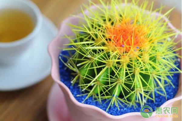 金虎仙人球植物怎么養(yǎng)？這幾招花友必看！