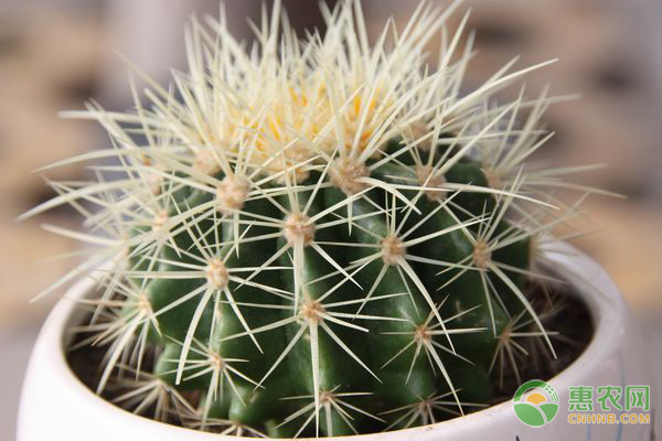 金虎仙人球植物怎么養(yǎng)？這幾招花友必看！